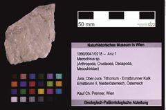 Foto (Objekt + Etiketten) von Mecochirus sp. (NHMW-GEO-1990-0041-0218)